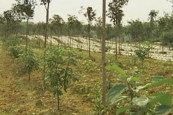 农民要致富必须发展种植业_种植致富业_农民种植致富新技术的意义