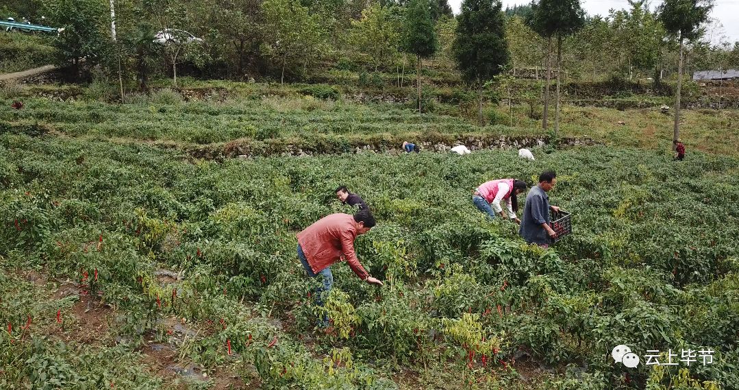 大方辣椒，点亮群众增收致富路子！