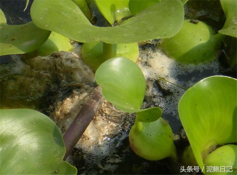 黄鳝幼苗养殖技术_黄鳝的养殖和育苗_养殖幼苗黄鳝技术视频