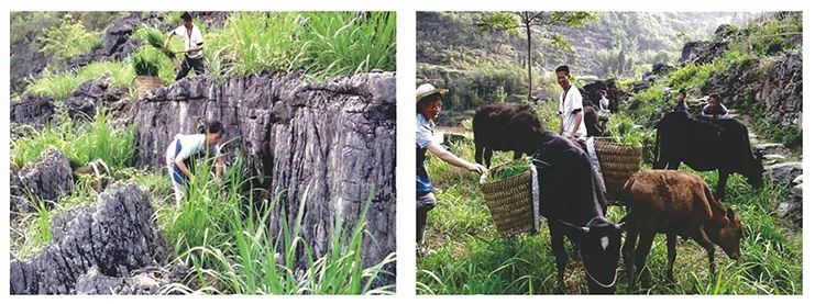 致富栽培平菇图片大全_致富经平菇栽培_致富经平菇种植视频