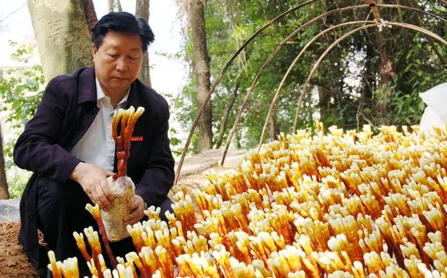 致富经平菇种植视频_致富经平菇栽培_致富栽培平菇图片大全