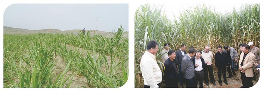 致富栽培平菇图片大全_致富经平菇栽培_致富经平菇种植视频