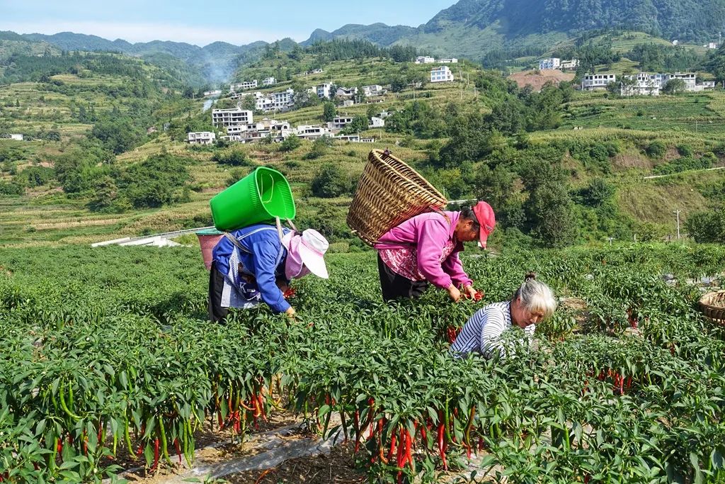 辣椒种植引领致富_辣椒种植产业扶贫_辣椒致富经