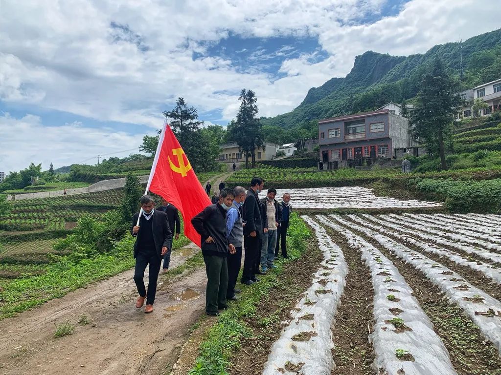 辣椒种植产业扶贫_辣椒种植引领致富_辣椒致富经