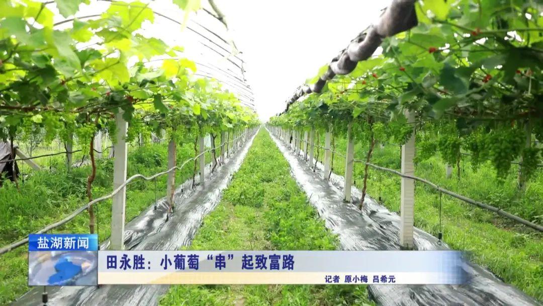 科学种植致富100例_蓬莱种植致富_中药材种植致富