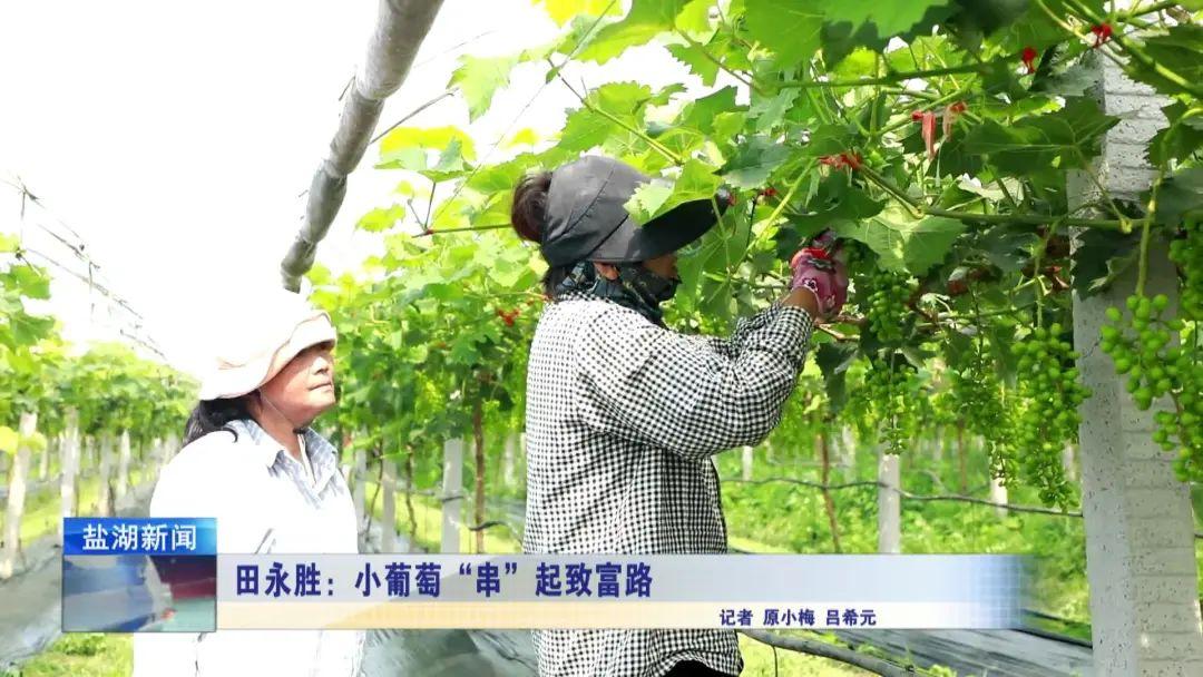 蓬莱种植致富_科学种植致富100例_中药材种植致富