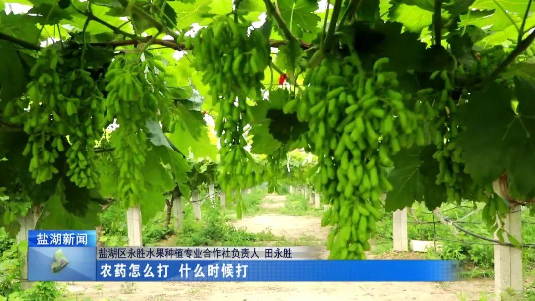 中药材种植致富_蓬莱种植致富_科学种植致富100例