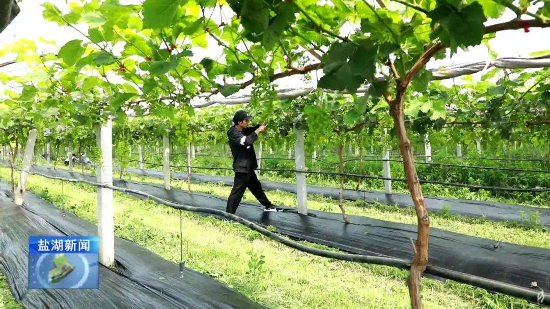 中药材种植致富_科学种植致富100例_蓬莱种植致富