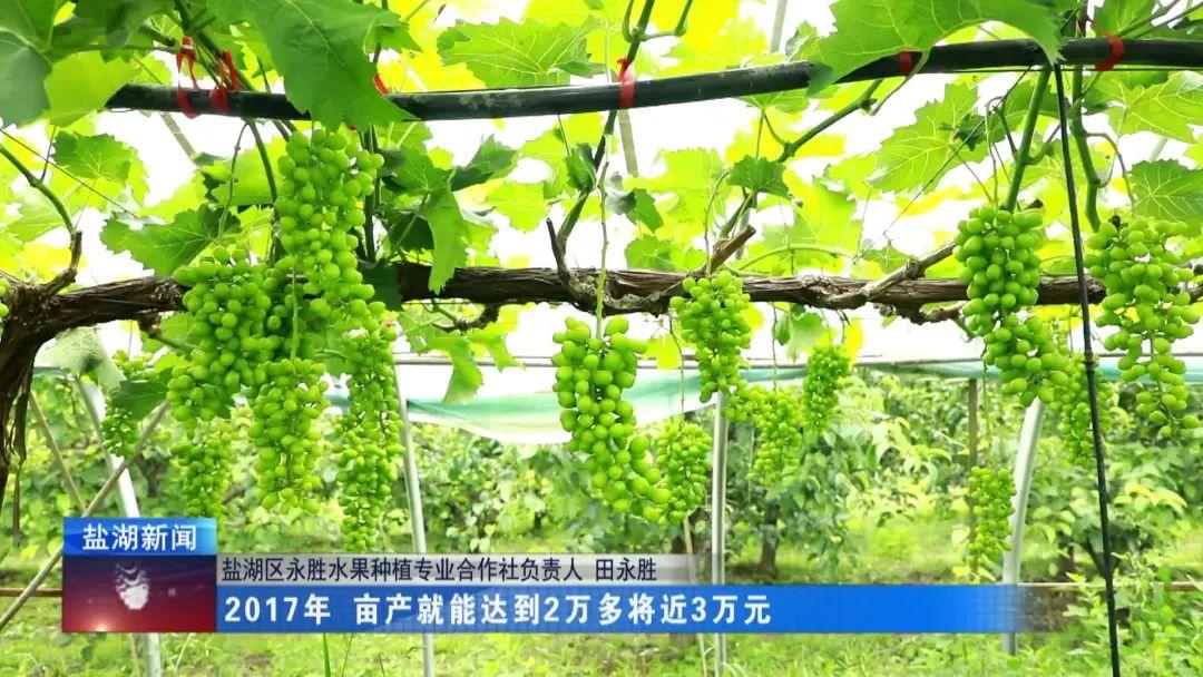 科学种植致富100例_中药材种植致富_蓬莱种植致富