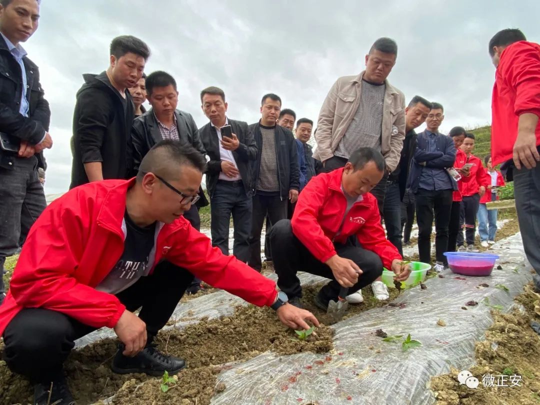 种植辣椒效益如何_农业节目致富经种植辣椒_辣椒种植引领致富