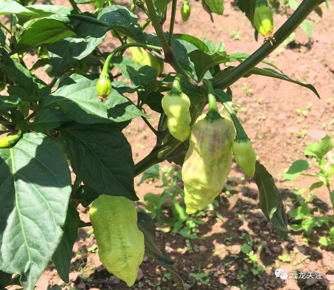 辣椒种植引领致富_致富经辣椒种植视频_种植辣椒效益如何