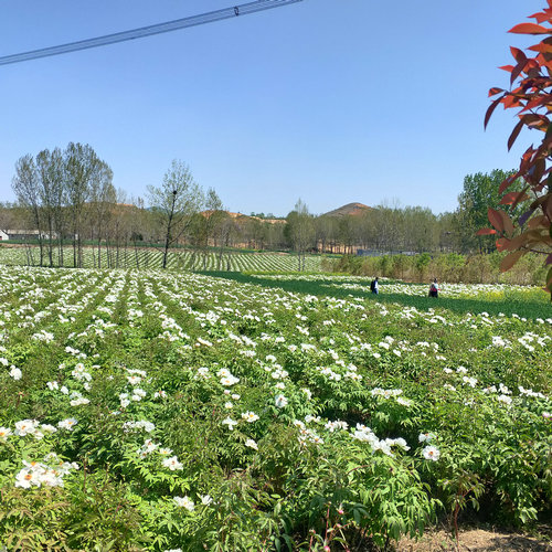 平顶山市鲁山县仓头乡：“花经济”铸造致富梦