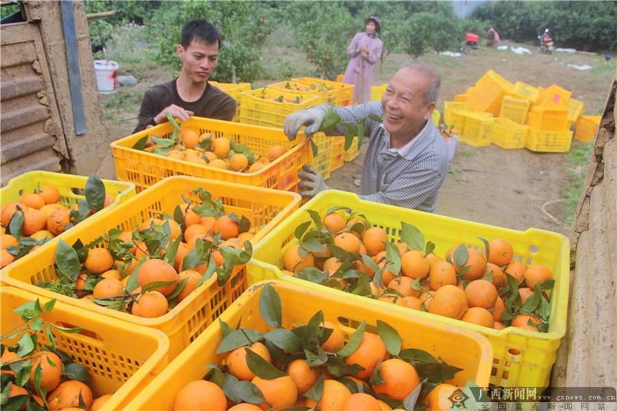 灵山旧州：种出“致富果”甜了乡里人