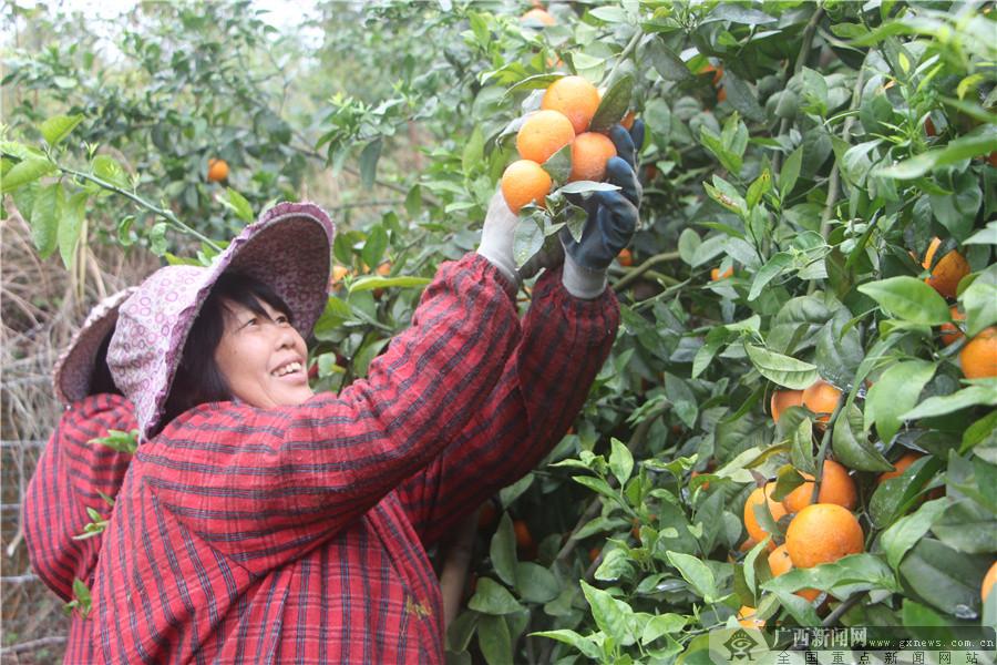 红柚怎么种植_红柚子种植_种植红柚致富