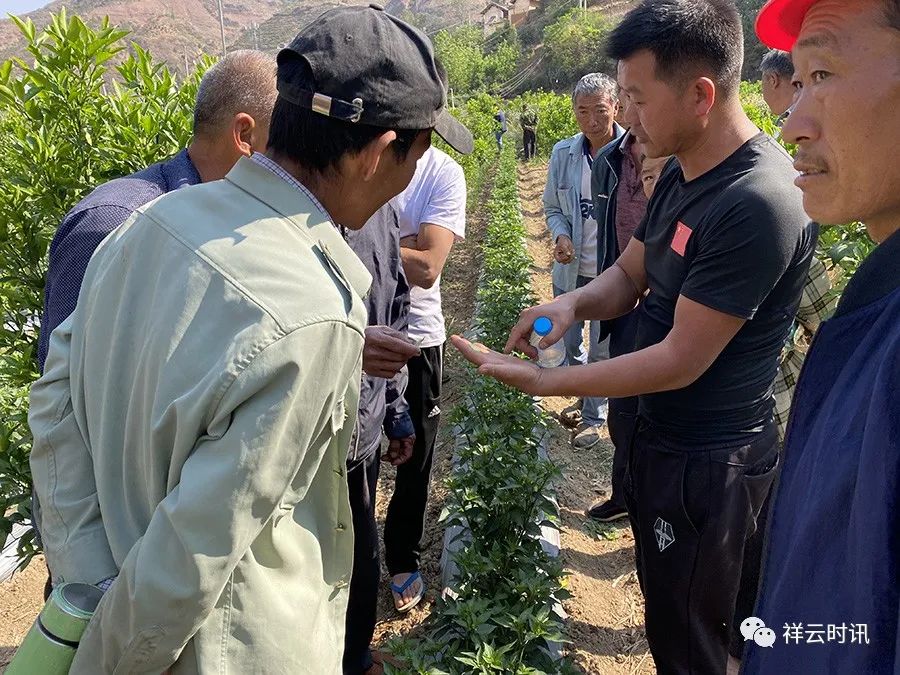 辣椒种植引领致富_种植辣椒的前景如何_辣椒致富经