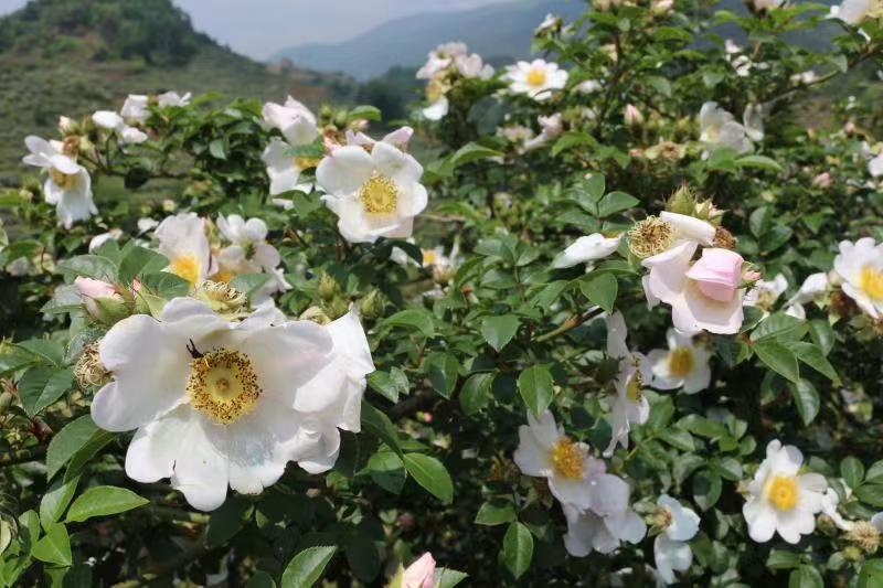 种植红柚致富_红柚子种植_红柚怎么种植