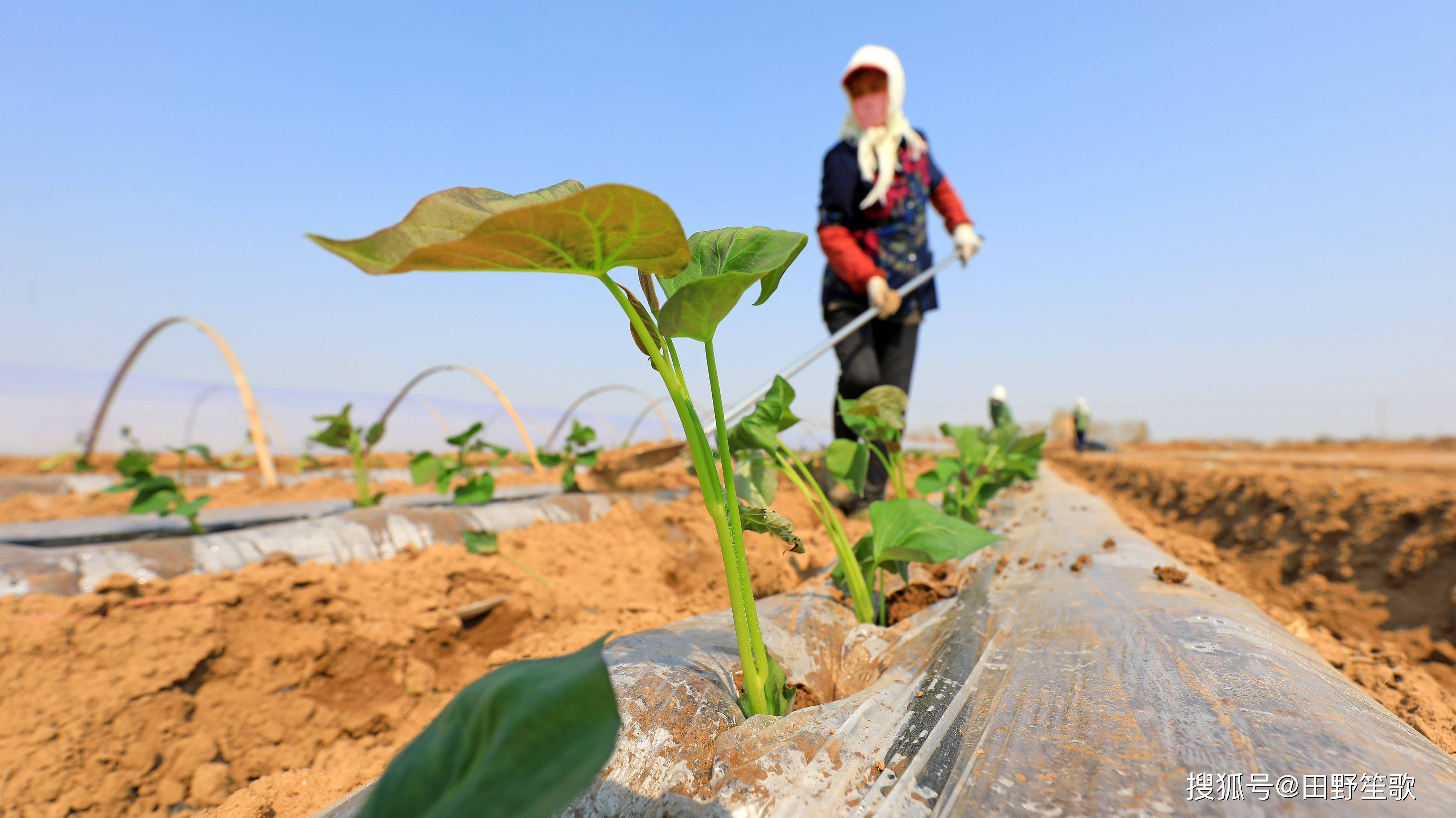 红薯苗菜种植_红薯苗食用方法_红薯怎样发苗种植技术