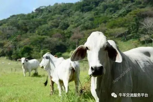 育肥西门塔尔牛的利润与成本_西门塔尔育肥牛养殖技术_西门塔尔育肥致富经