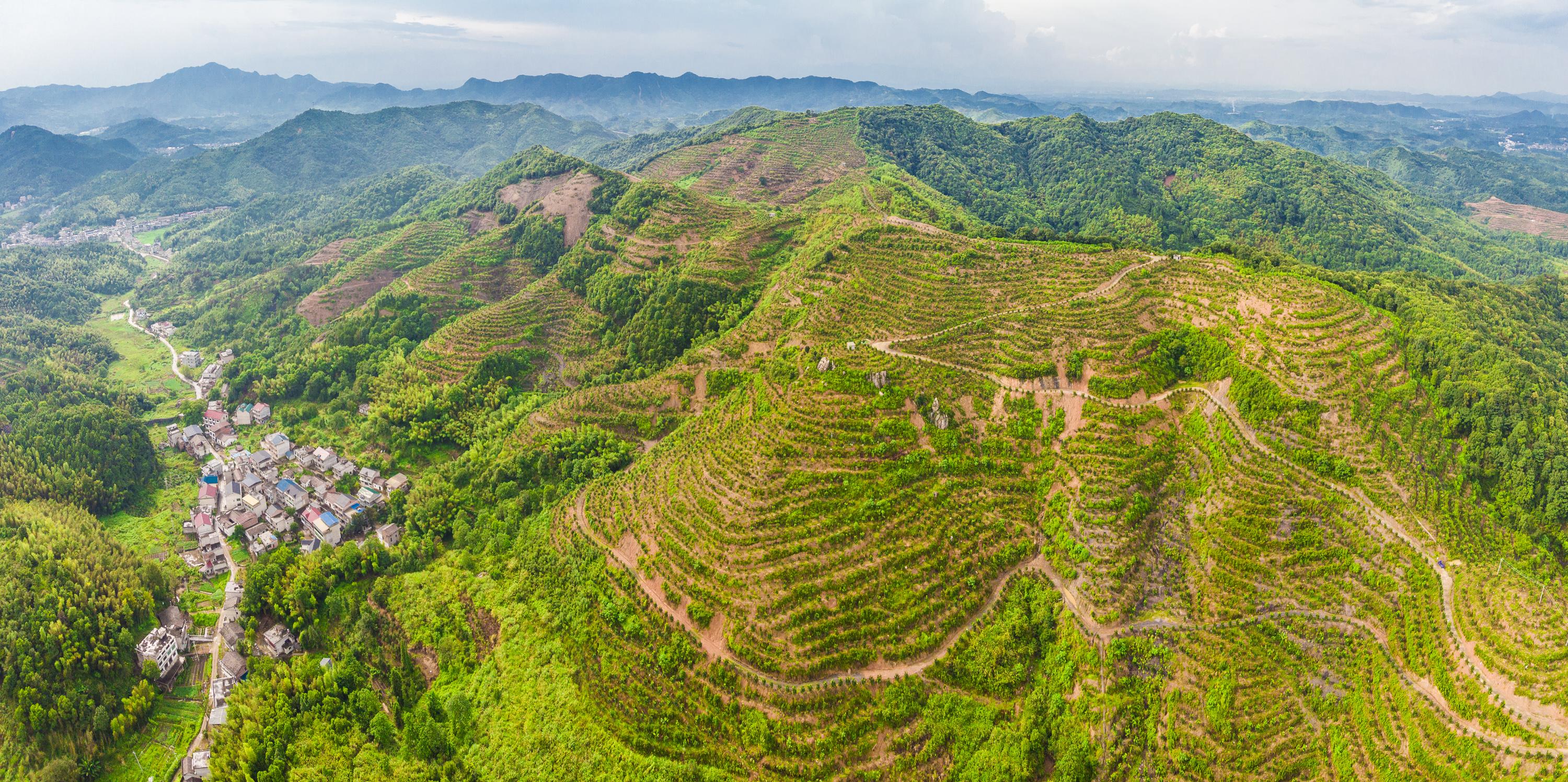 红心柚种植成本和利润_红柚子种植_种植红柚致富