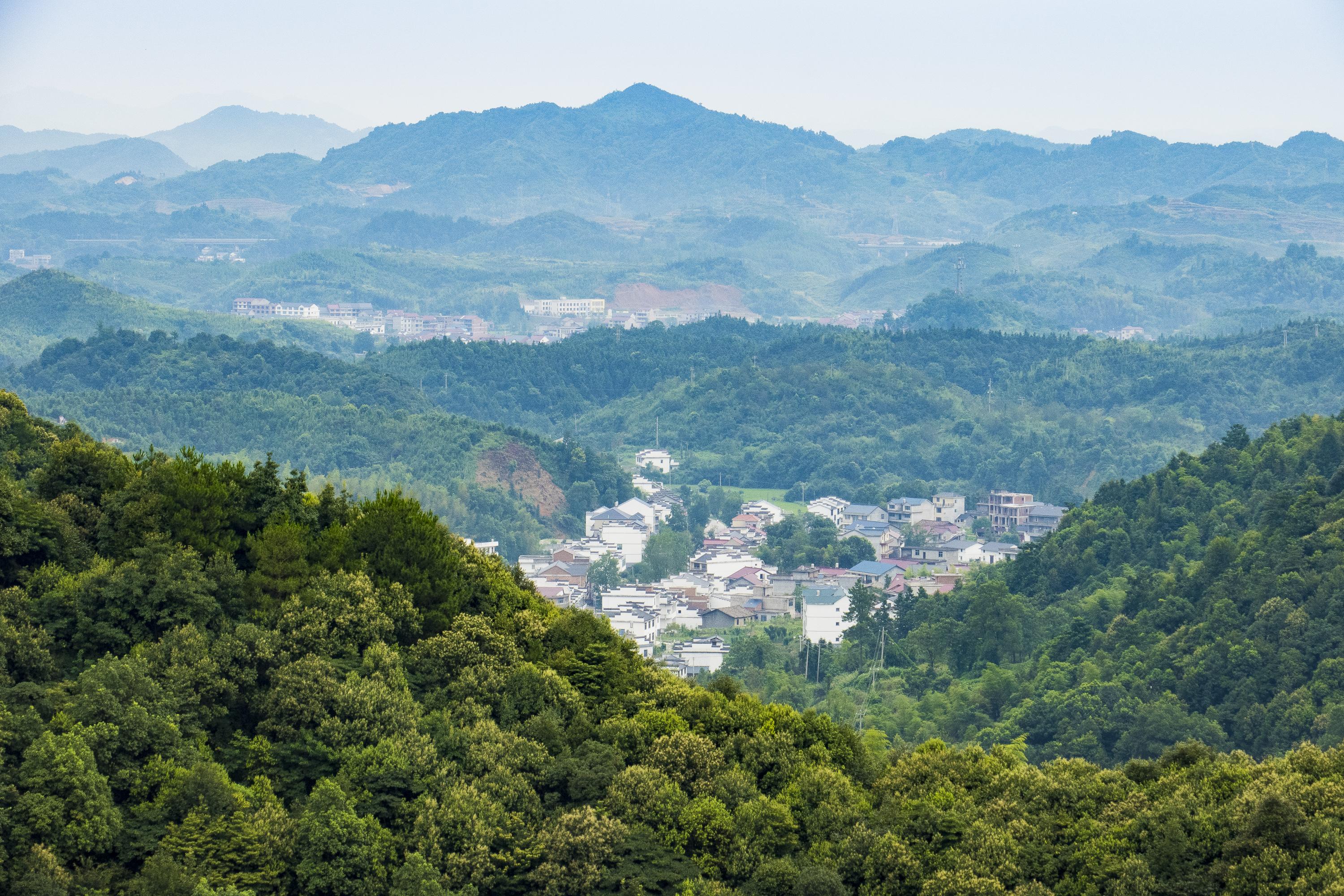 种植红柚致富_红柚子种植_红心柚种植成本和利润