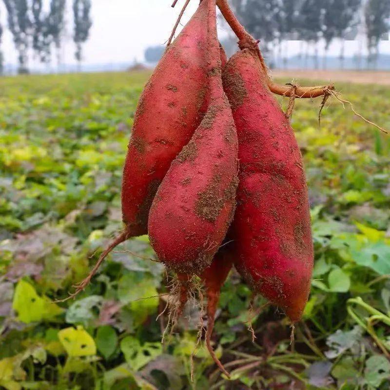 红薯怎样发苗种植技术_红薯苗种法_红薯苗红薯苗