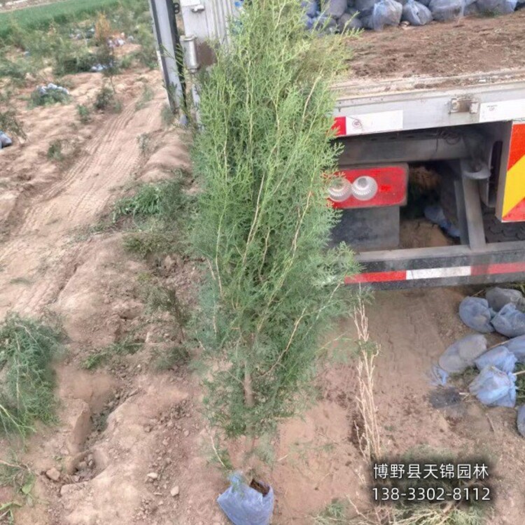 侧柏种植技术_种侧柏有什么意义_侧柏种子的种植方法视频