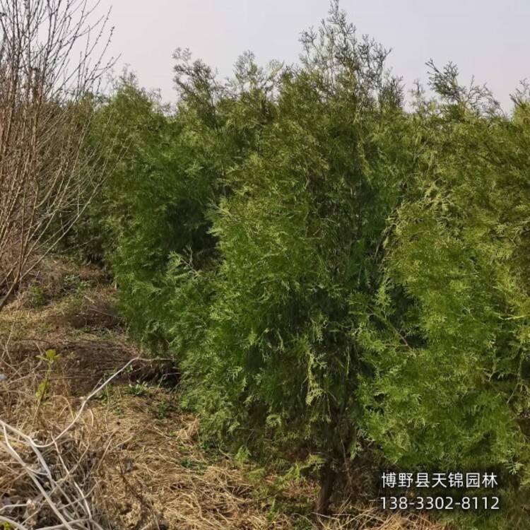 侧柏种子的种植方法视频_种侧柏有什么意义_侧柏种植技术