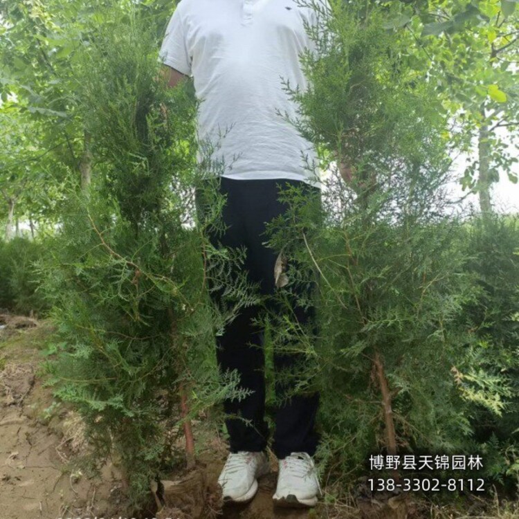 侧柏种植技术_种侧柏有什么意义_侧柏种子的种植方法视频