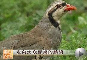 科技苑鹧鸪养殖视频_鹧鸪的养殖技术_鹧鸪养殖技术视频大全