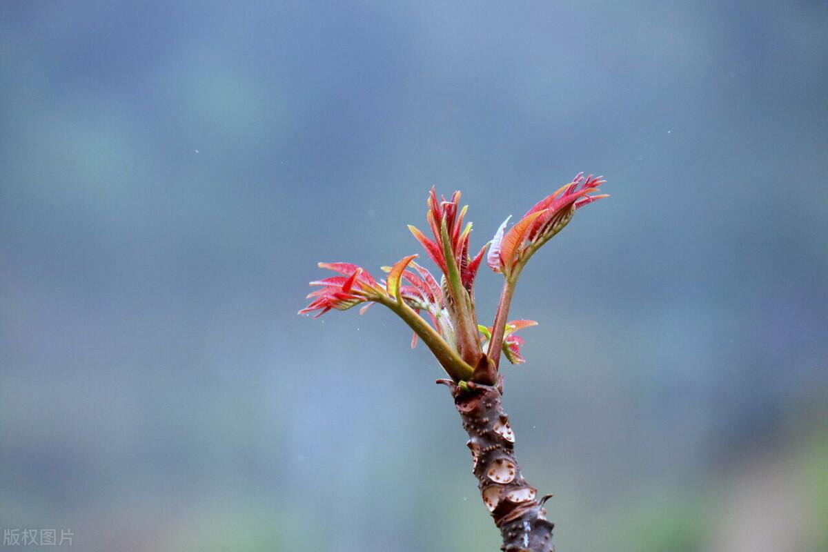 自家农业种植致富_农民致富种植项目_农业致富种植项目