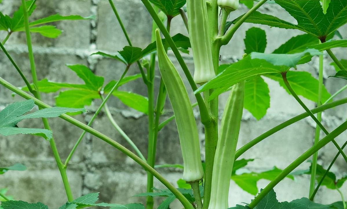 自家农业种植致富_农民致富种植项目_农业致富种植项目