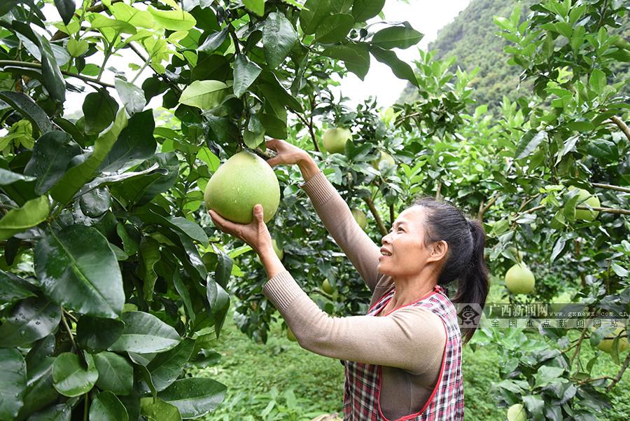 红柚子种植_红柚怎么种植_种植红柚致富