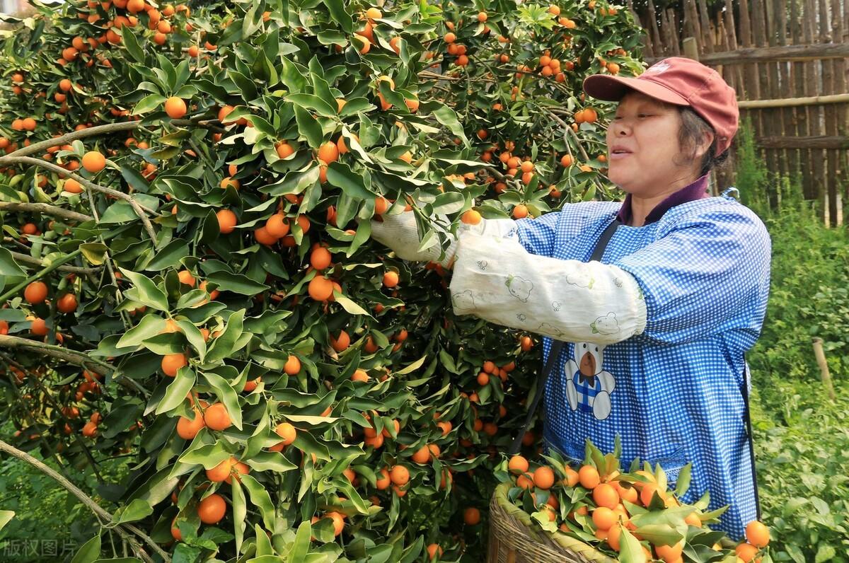 致富种植农业的意义_自家农业种植致富_农村致富项目种植业