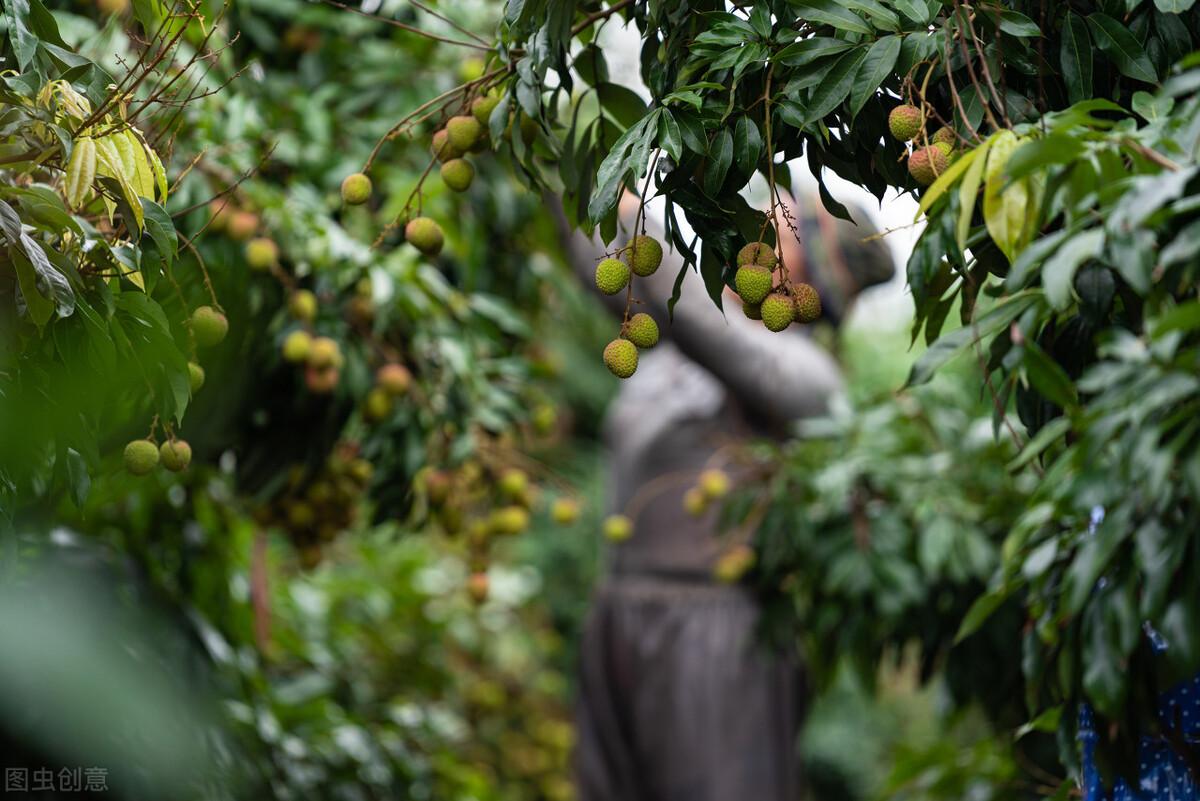 农村致富项目种植业_农业致富种植项目_自家农业种植致富