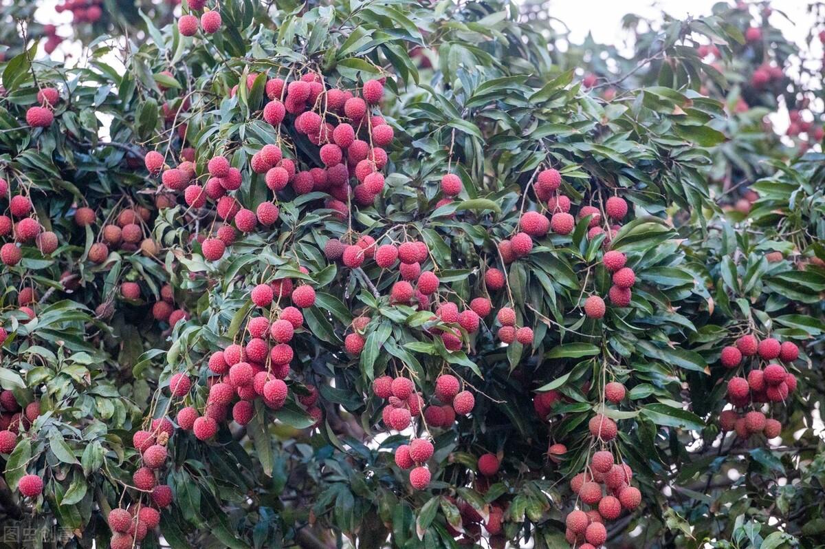 农业致富种植项目_自家农业种植致富_农村致富项目种植业