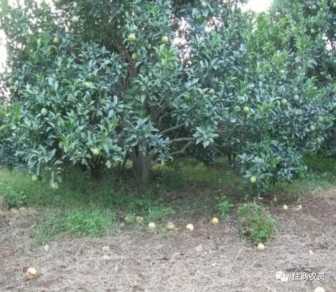 w默科特柑橘种植技术_柑橘种植技术与管理_柑橘的种植技术