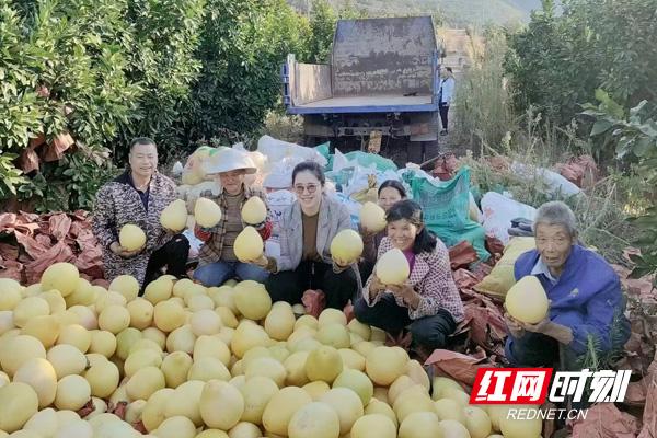 湖南茶陵农商银行：柚果飘香话丰年 金融助农走上“致富路”