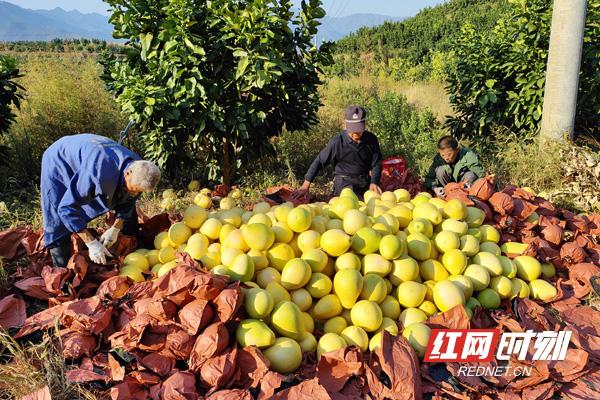 红心柚种植成本和利润_种植红柚致富_红柚怎么种植