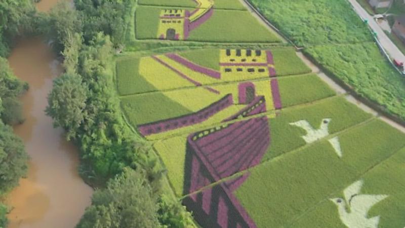 农业致富种植项目_农村致富项目种植业_自家农业种植致富