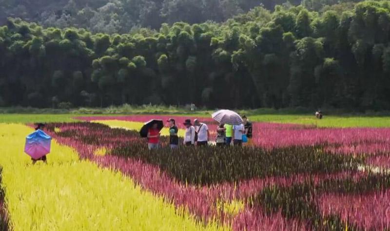 农村致富项目种植业_自家农业种植致富_农业致富种植项目