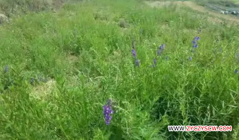 种植天地网技术要点_种植技术天地网_种植天地网技术有哪些