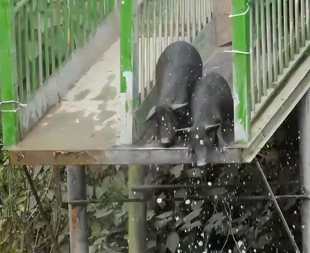 致富养殖美食项目有哪些_致富养殖美食项目怎么样_美食养殖致富项目