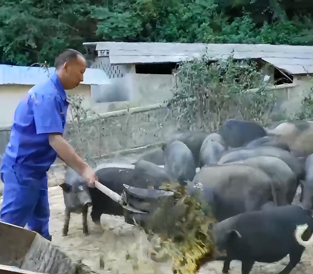 致富养殖美食项目怎么样_美食养殖致富项目_致富养殖美食项目有哪些