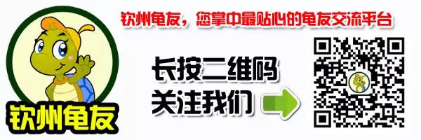 养龟政府提供资金，提供技术服务，你还不跟着干？