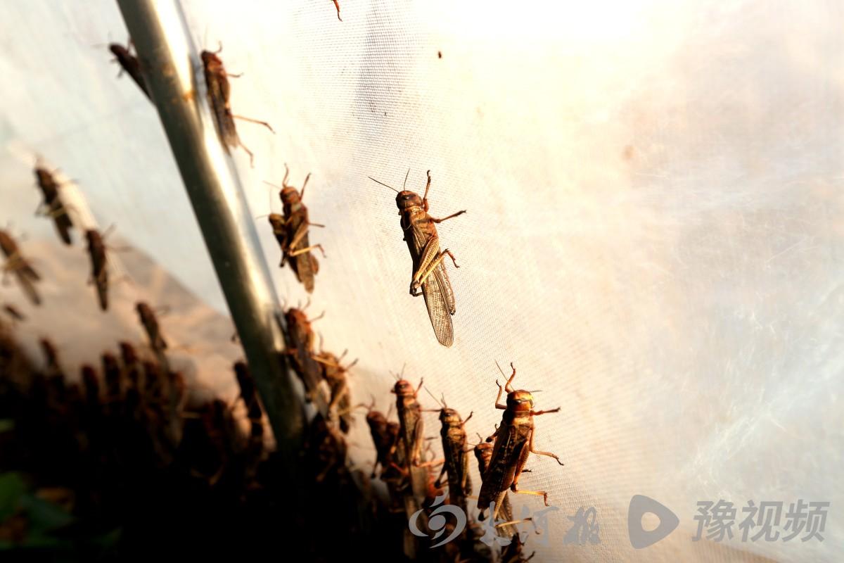 致富养殖好项目_致富养殖业_美食养殖致富项目