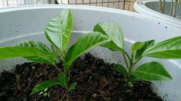 东北种植果香技术要求_东北种植果香技术有哪些_东北百香果种植技术