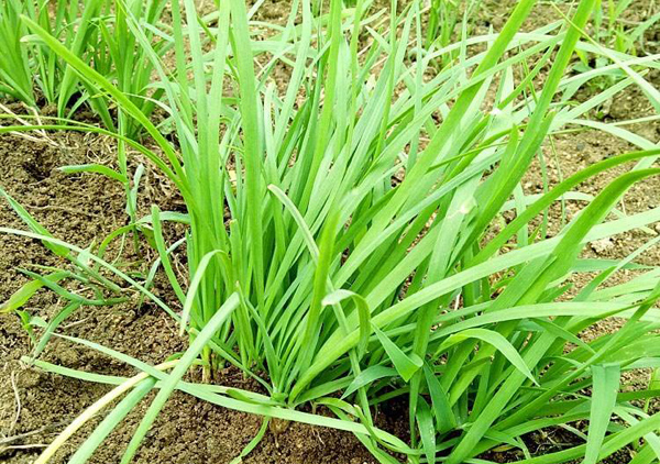 韭菜苗怎样种植？韭菜苗种植技术方法