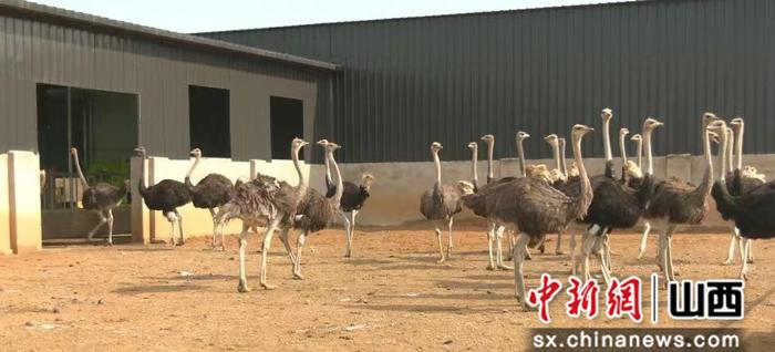 山西天镇发展特色养殖 鸵鸟“驮”出致富梦