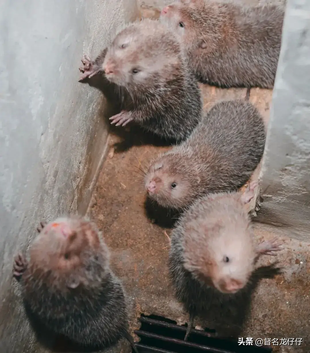 全面禁食野生动物，2500万竹鼠等待审判