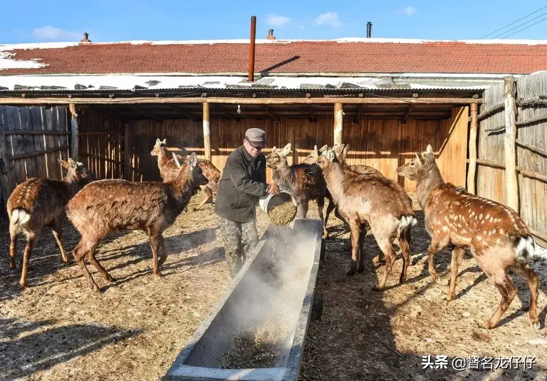 致富经獾_致富经獾_致富经獾